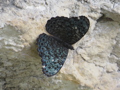 Hamadryas atlantis atlantis