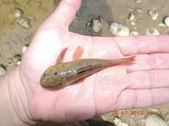 Chaetostoma bifurcum