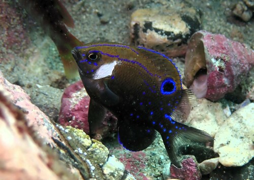 White-ear (Parma microlepis) — Pomacentridae — 2