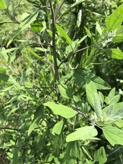 Chenopodium album