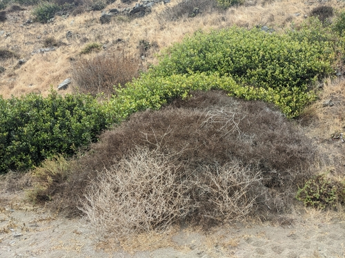 California desert-thorn (Lycium californicum)