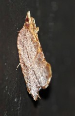 Glyphidoptera polymita