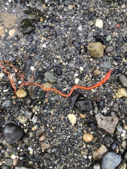 Tubulanus