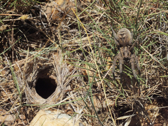 Lycosa tarantula