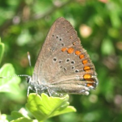 Satyrium titus
