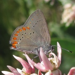 Satyrium titus
