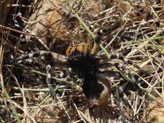 Lycosa tarantula