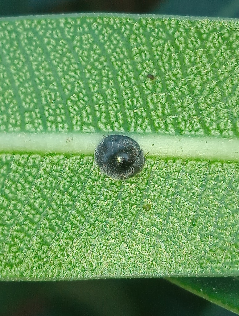 Pseudoazya