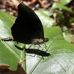 Catonephele acontius