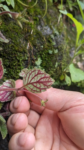 Achimenes erecta, photograph 6