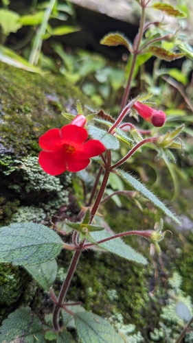 Achimenes erecta, photograph 2