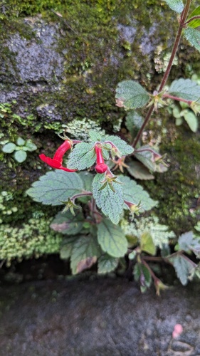 Achimenes erecta, photograph 3
