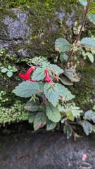 Achimenes erecta, photograph (c) Shaan Aroeste, some rights reserved (CC BY)