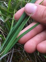 Carex pluriflora