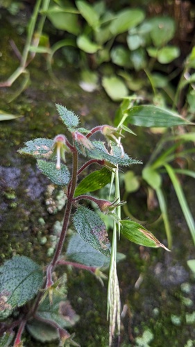 Achimenes erecta, photograph 4
