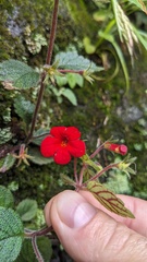 Achimenes erecta, photograph (c) Shaan Aroeste, some rights reserved (CC BY)