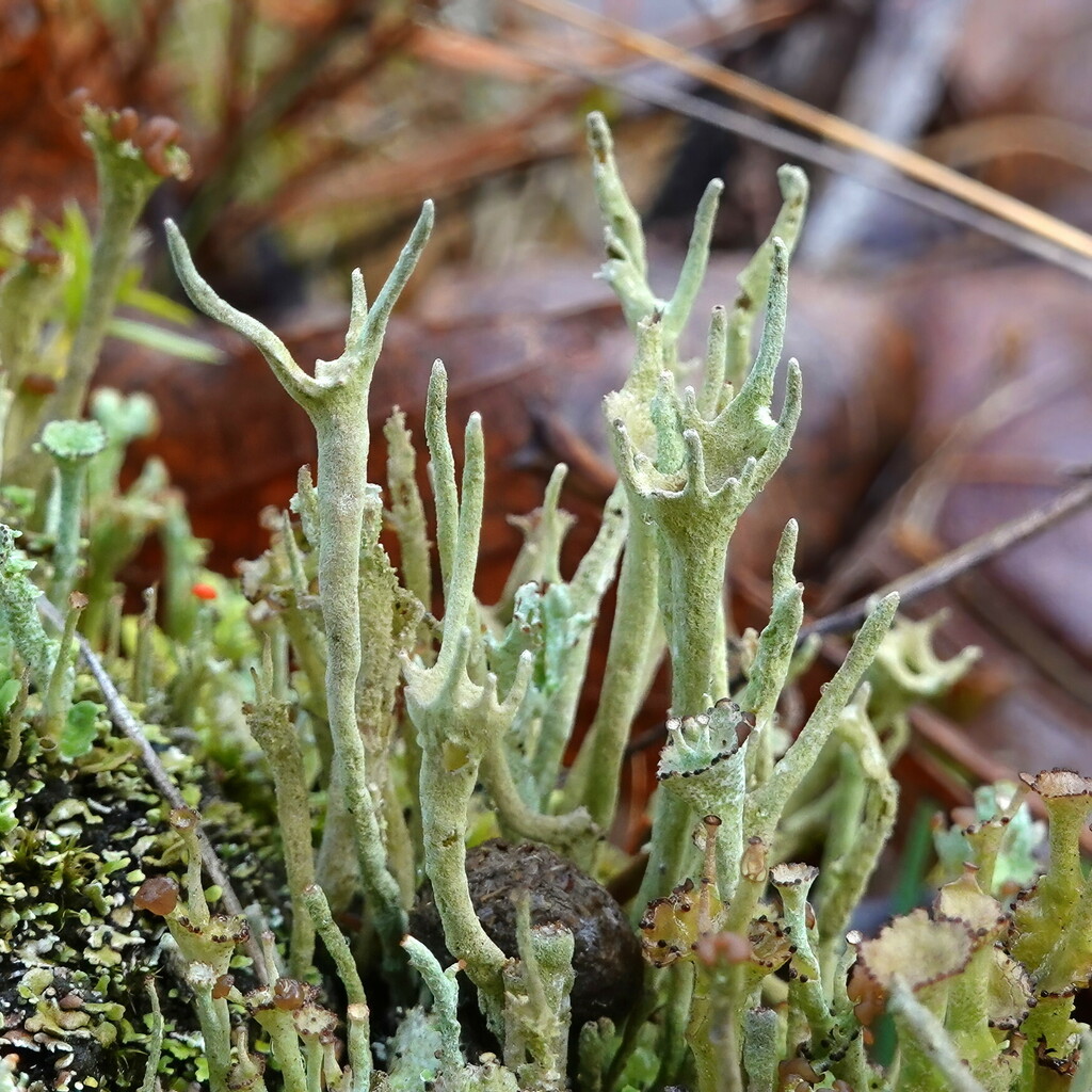 Antlered Powderhorn