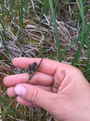 Carex pluriflora