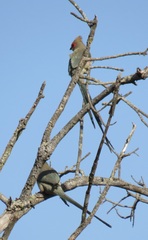 Urocolius indicus transvaalensis