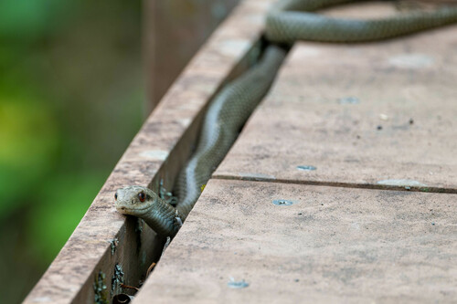 Japanese Four-lined Ratsnake