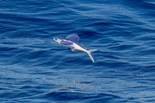 Bearded flyingfish (Cheilopogon cyanopterus) — Exocoetidae — 2