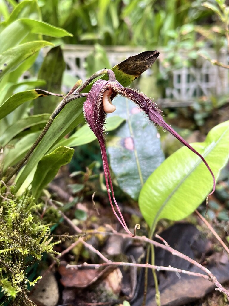 Dracula severa (Rchb.f.) Luer 2