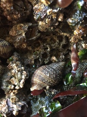 Nucella canaliculata