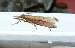 Donacaula melinellus