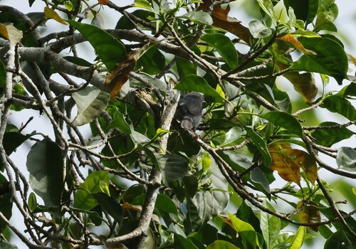 Sharpe's Apalis (Apalis sharpii), photo 6