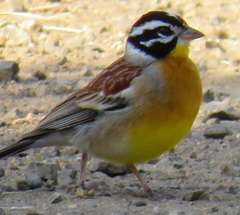Emberiza flaviventris flaviventris