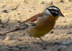 Emberiza flaviventris flaviventris