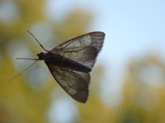 Evergestis limbata