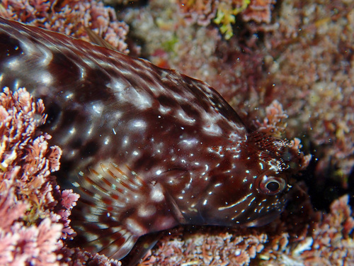 Horozbina balığı