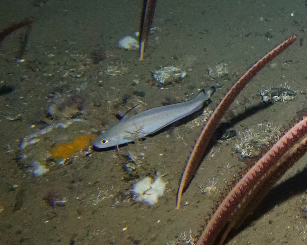 Shortbeard codling (Laemonema barbatulum) — Moridae