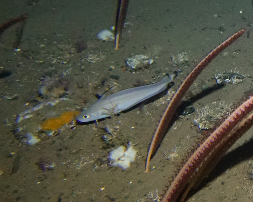 Shortbeard codling (Laemonema barbatulum) — Moridae