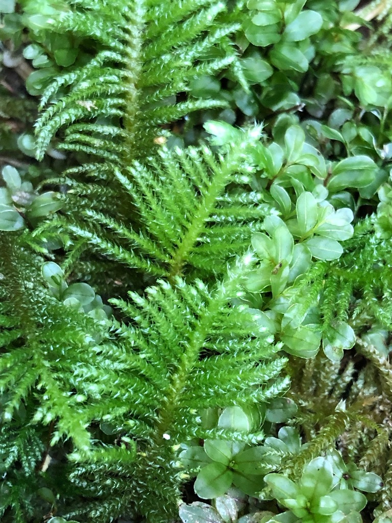 Oregon Beaked Moss From Hakai Lúxvbálís Central Coast British