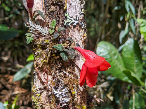 Cuthbertson's Dendrobium (Dendrobium cuthbertsonii)