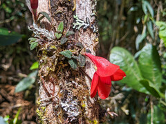 Dendrobium cuthbertsonii