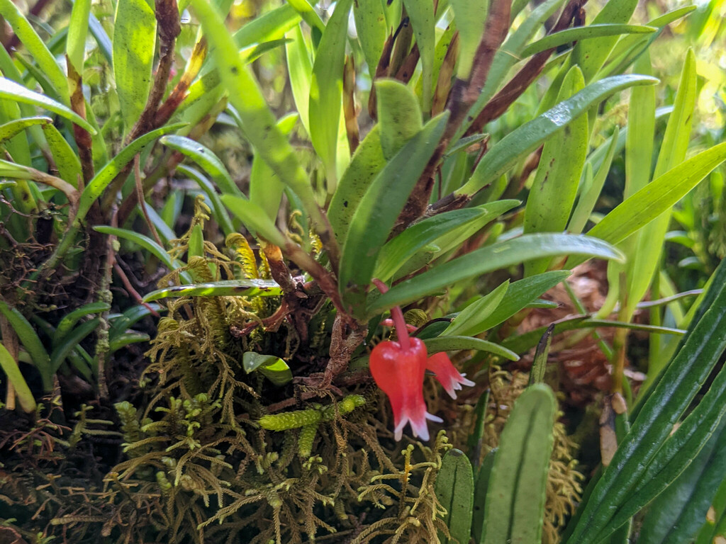 Mediocalcar bifolium