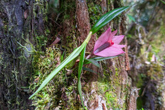 Dendrobium vexillarius, photograph author not stated, no rights reserved