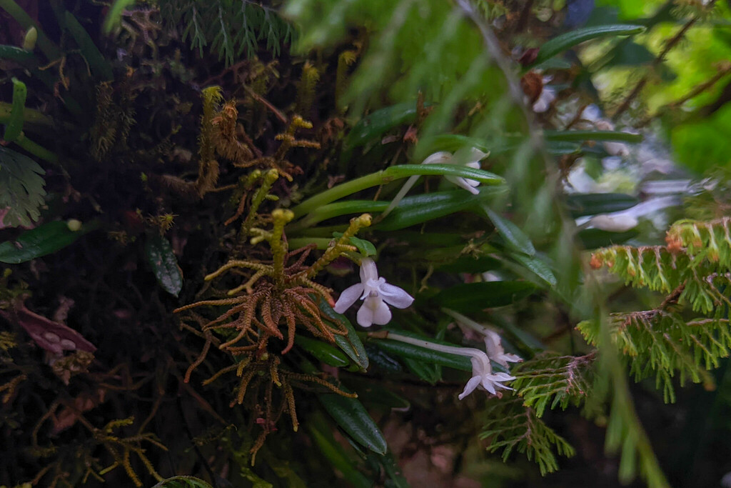 Dendrobium chionanthum
