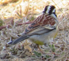 Emberiza flaviventris flaviventris