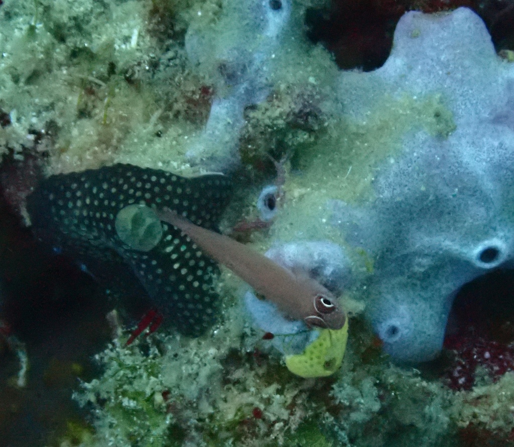 Red Dwarfgoby