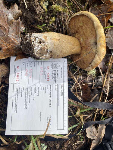 Boletus edulis