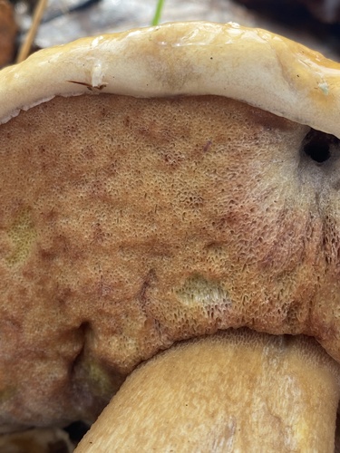 Boletus edulis (Photo 2 of 4)