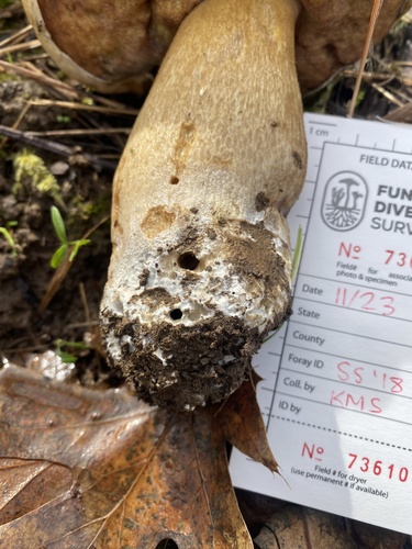 Boletus edulis (Photo 3 of 4)