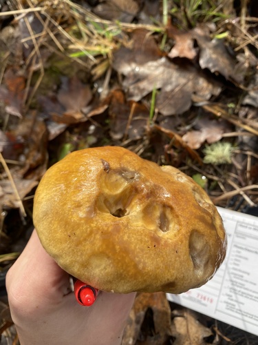 Boletus edulis (Photo 4 of 4)