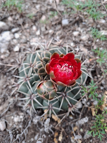 Gymnocalycium baldianum