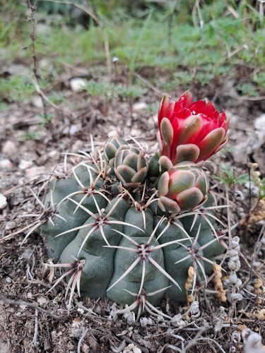 Gymnocalycium baldianum