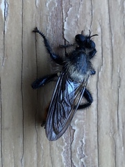 Laphria janus